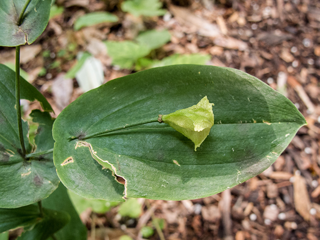 Uvularia perfoliata (Perfoliate bellwort) #66877