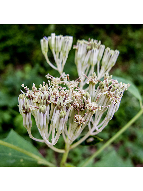 Arnoglossum atriplicifolium (Pale indian plantain) #66885