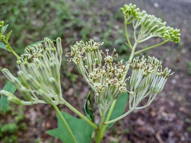 Arnoglossum atriplicifolium (Pale indian plantain) #66886