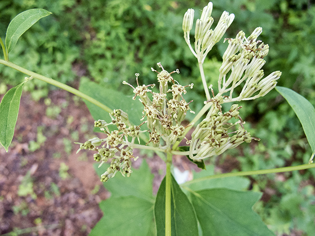 Arnoglossum atriplicifolium (Pale indian plantain) #66887
