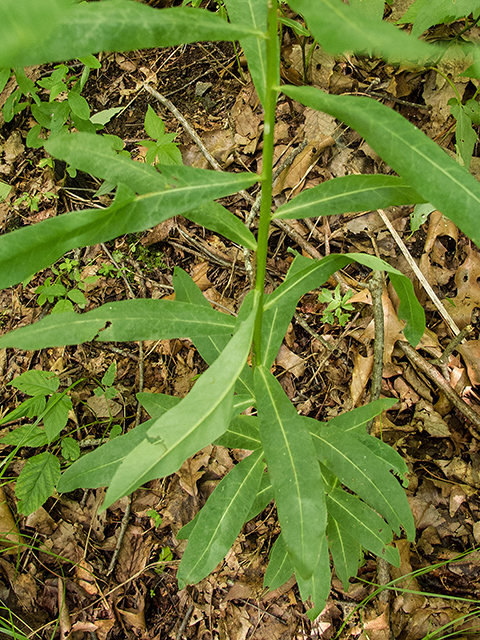 Euphorbia purpurea (Darlington's glade spurge) #66902