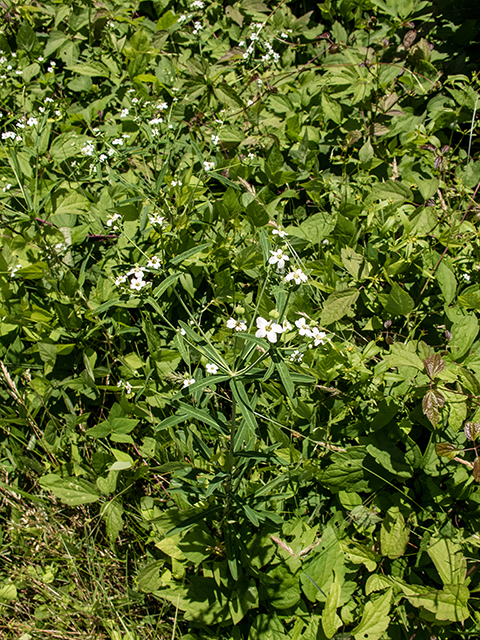 Euphorbia corollata (Flowering spurge) #66910