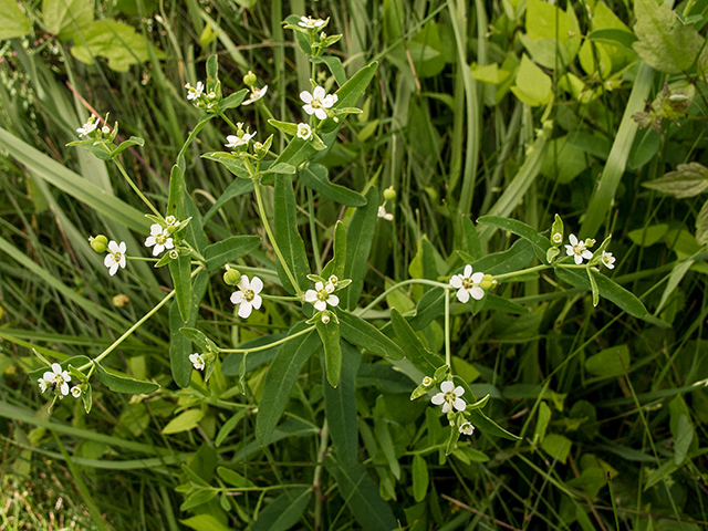 Euphorbia corollata (Flowering spurge) #66912