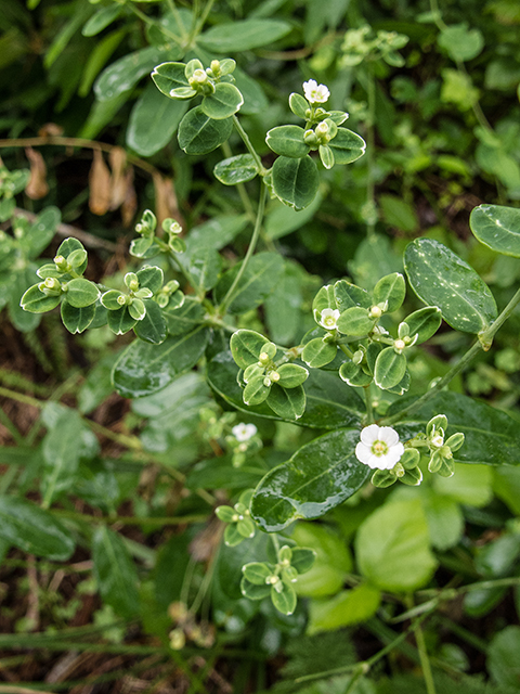 Euphorbia corollata (Flowering spurge) #67148