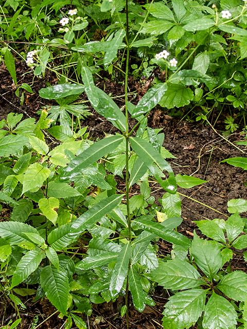 Euphorbia corollata (Flowering spurge) #67152