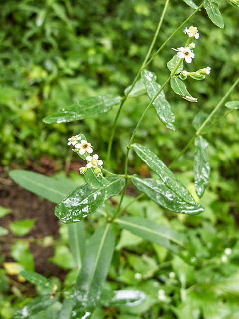 Euphorbia corollata (Flowering spurge) #67153