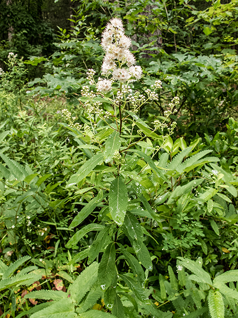 Spiraea alba (White meadowsweet) #67158