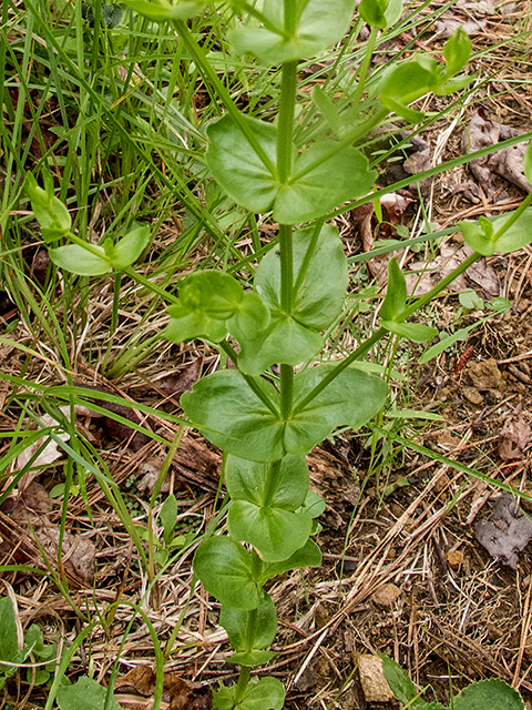 Euphorbia commutata (Wood spurge) #67176
