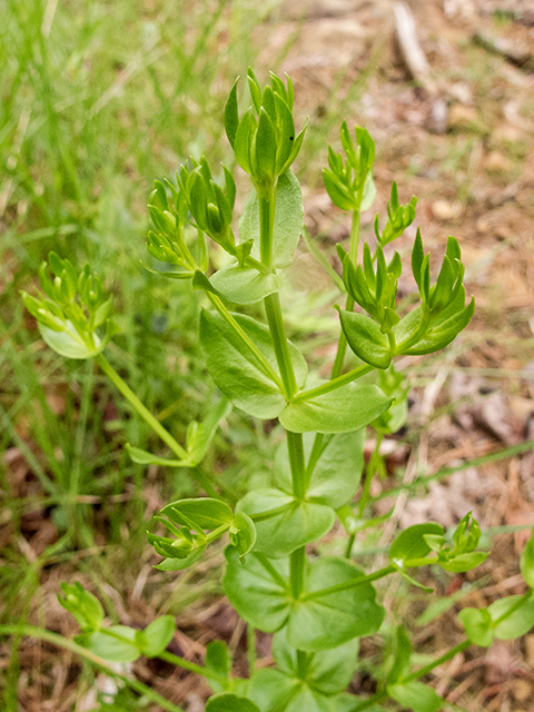 Euphorbia commutata (Wood spurge) #67177