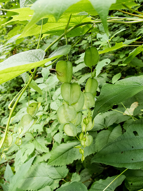 Dioscorea villosa (Wild yam) #67201