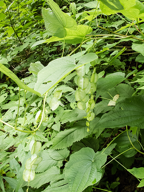 Dioscorea villosa (Wild yam) #67203