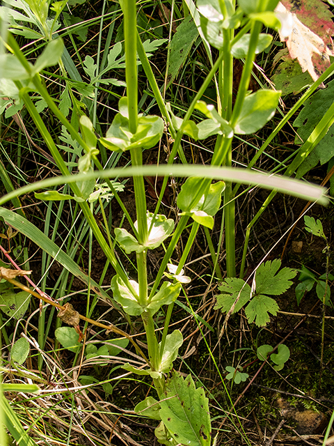Sabatia angularis (Rosepink) #67218