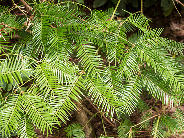 Torreya taxifolia (Florida nutmeg) #67230