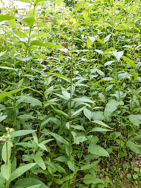 Silphium trifoliatum var. latifolium (Whorled rosinweed) #67232