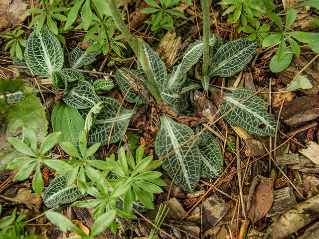 Goodyera pubescens (Downy rattlesnake plantain) #67244