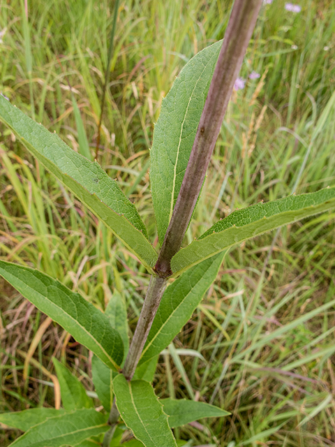 Silphium trifoliatum var. trifoliatum (Whorled rosinweed) #67261