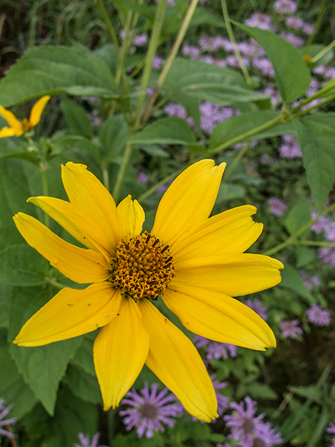 Helianthus decapetalus (Thinleaf sunflower) #67279