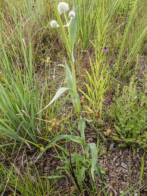 Eryngium yuccifolium (Rattlesnake master) #67285