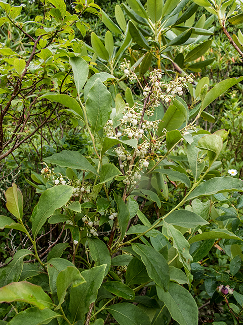 Lyonia ligustrina (Maleberry) #67291