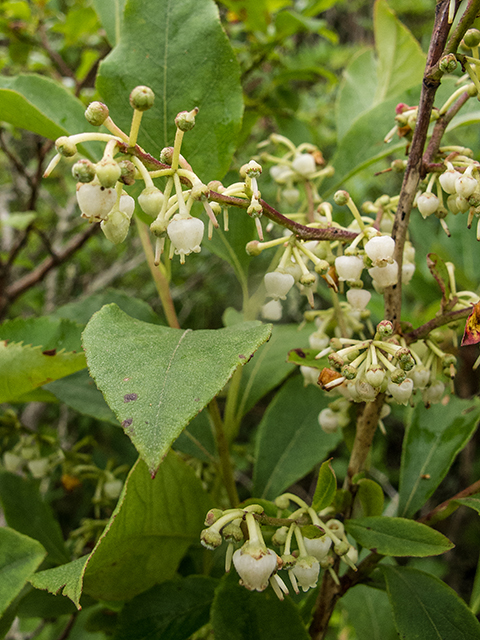 Lyonia ligustrina (Maleberry) #67292