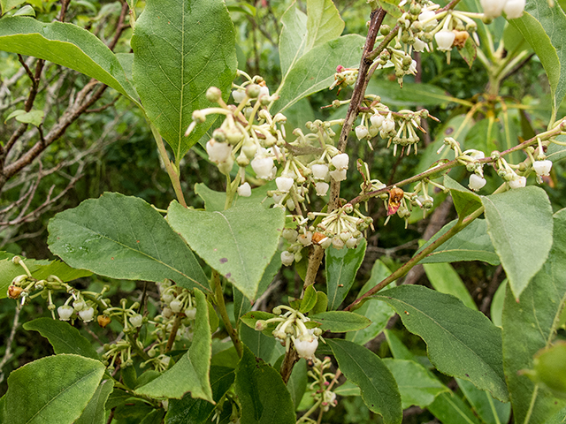 Lyonia ligustrina (Maleberry) #67293