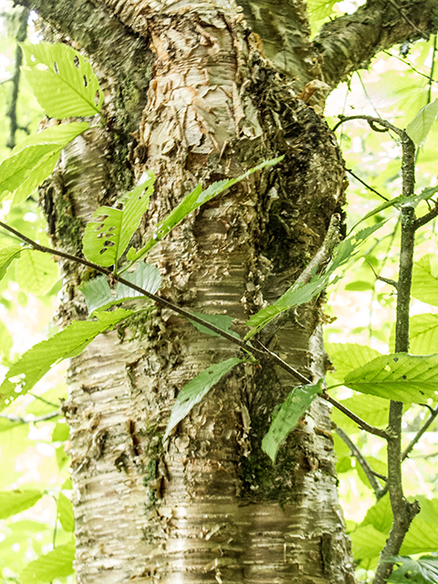 Betula alleghaniensis (Yellow birch) #67301