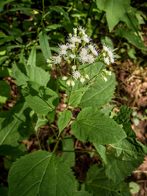 Ageratina altissima var. roanensis (Appalachian white snakeroot) #67331