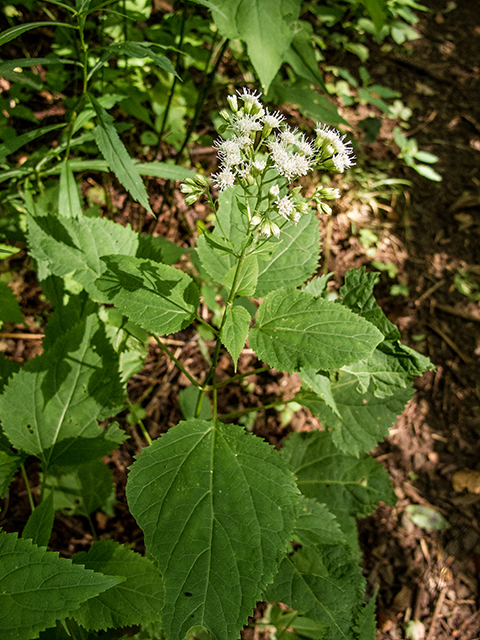 Ageratina altissima var. roanensis (Appalachian white snakeroot) #67332