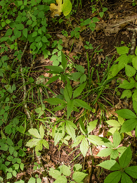 Sanicula canadensis (Canadian blacksnakeroot) #67334