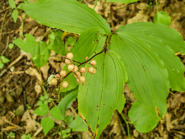 Maianthemum racemosum (Feathery false lily of the valley) #67338