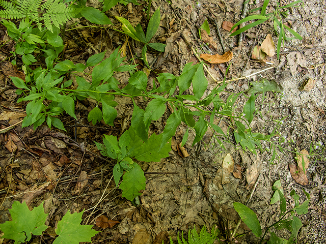 Campanula divaricata (Southern harebell) #67354