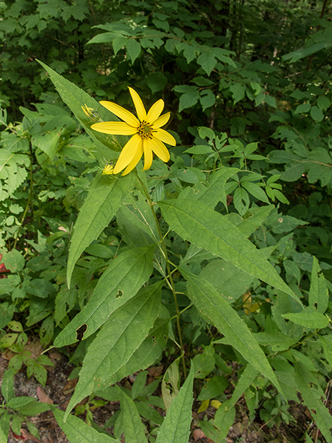 Helianthus decapetalus (Thinleaf sunflower) #67356