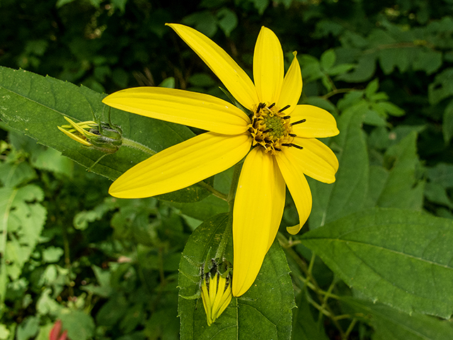 Helianthus decapetalus (Thinleaf sunflower) #67357