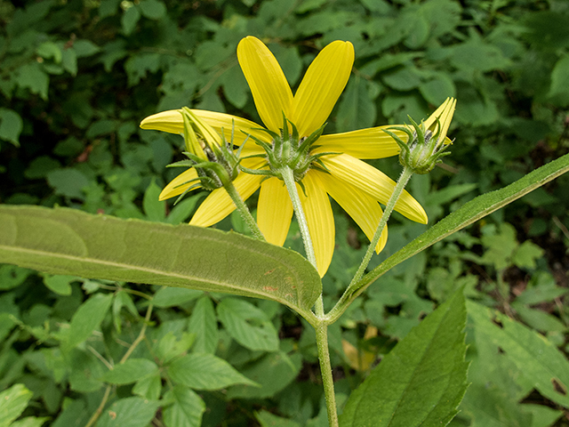 Helianthus decapetalus (Thinleaf sunflower) #67358