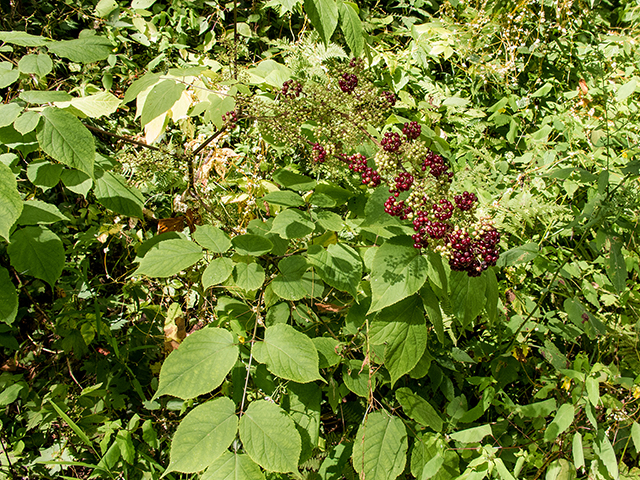Sambucus racemosa (Red elderberry) #67365