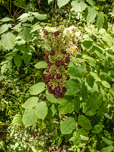 Sambucus racemosa (Red elderberry) #67366