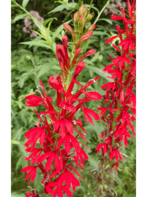 Lobelia cardinalis (Cardinal flower) #67372