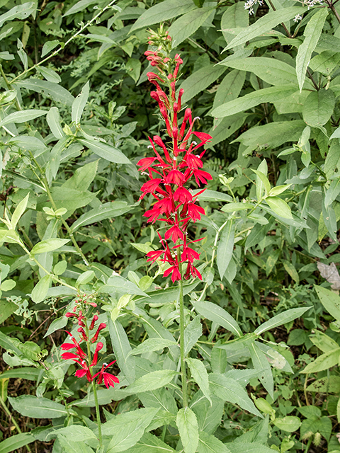 Lobelia cardinalis (Cardinal flower) #67373