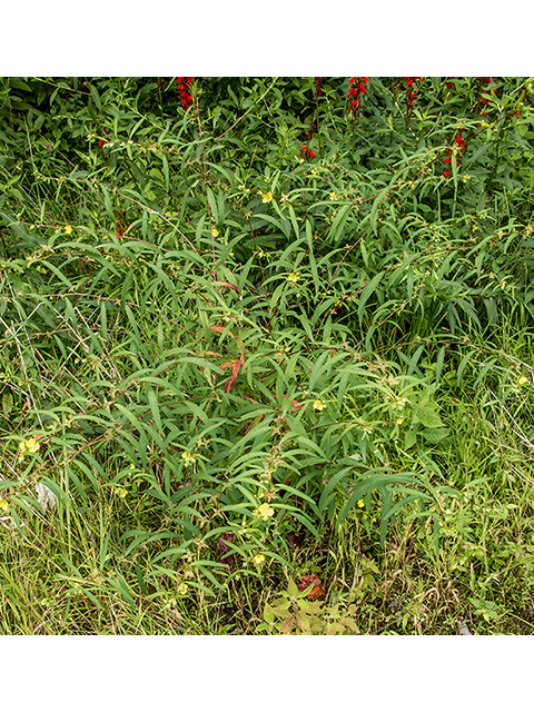 Ludwigia alternifolia (Seedbox) #67381