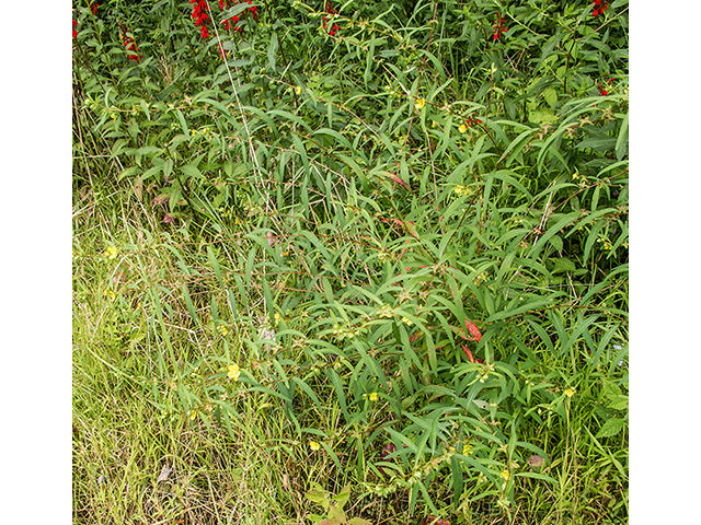 Ludwigia alternifolia (Seedbox) #67382