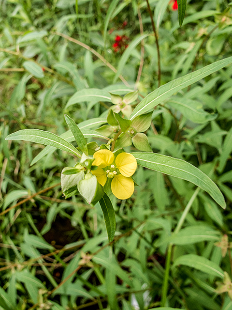 Ludwigia alternifolia (Seedbox) #67383