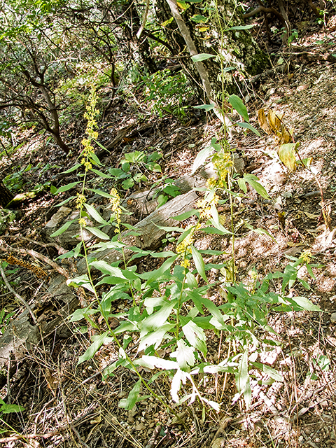 Solidago curtisii (Mountain decumbent goldenrod) #67400