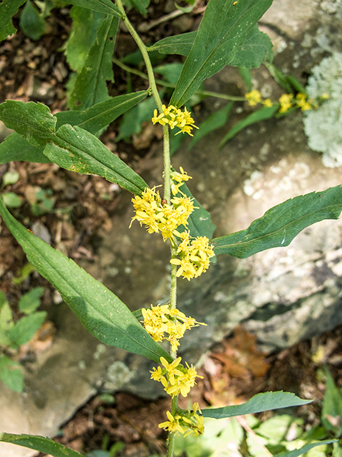 Solidago curtisii (Mountain decumbent goldenrod) #67402