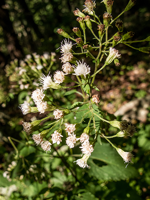 Ageratina altissima var. roanensis (Appalachian white snakeroot) #67407