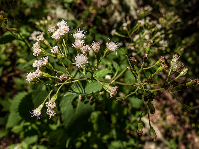 Ageratina altissima var. roanensis (Appalachian white snakeroot) #67408