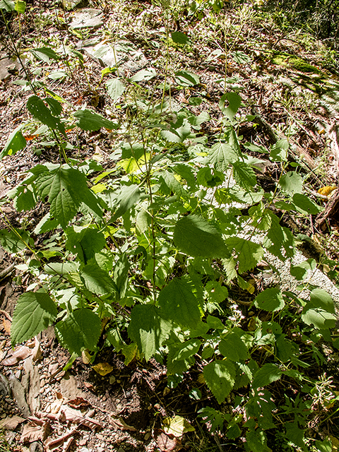 Ageratina altissima var. roanensis (Appalachian white snakeroot) #67409