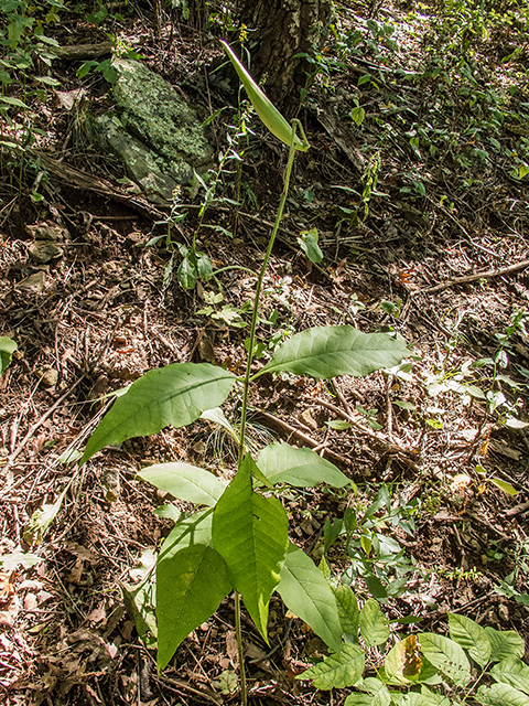 Asclepias exaltata (Poke milkweed) #67412