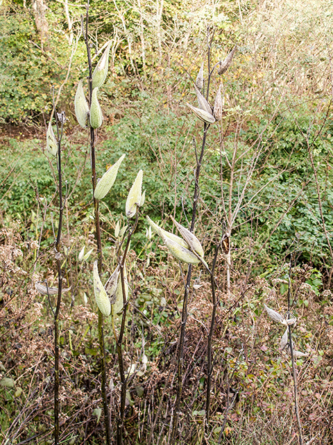 Asclepias syriaca (Common milkweed) #67413