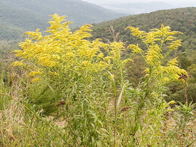Solidago altissima (Tall goldenrod) #67415