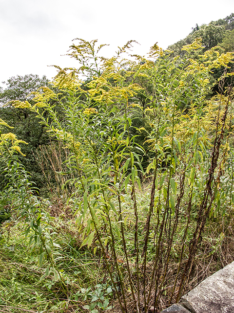 Solidago altissima (Tall goldenrod) #67416